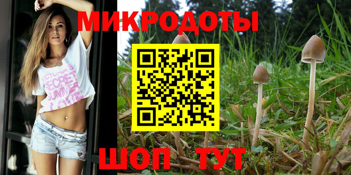 Псилоцибиновые грибы Psilocybe Архангельск